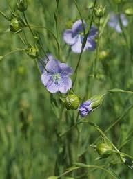 Gemeiner Lein 3 Blüten auf Stengel im Feld